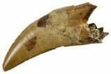 Serrated, Tyrannosaur (Nanotyrannus) Tooth - Montana #378497-1